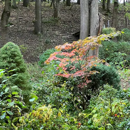 Nobuta Vendeghaz