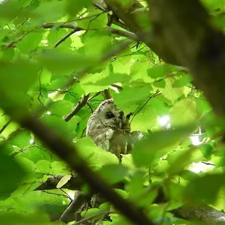 Feriehus Nobuta Vendeghaz Kismaros