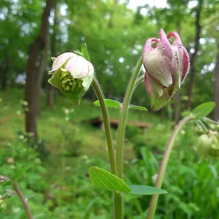 Nobuta Vendeghaz * Kismaros