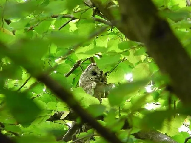 Dom wakacyjny Nobuta Vendeghaz Kismaros