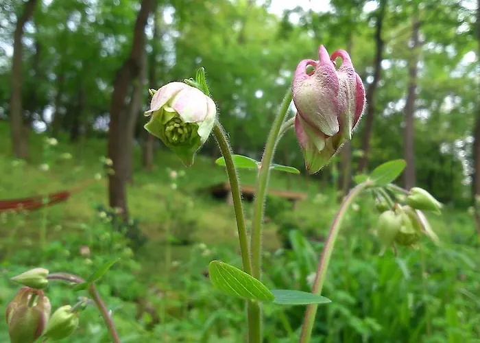 Nobuta Vendeghaz * Kismaros